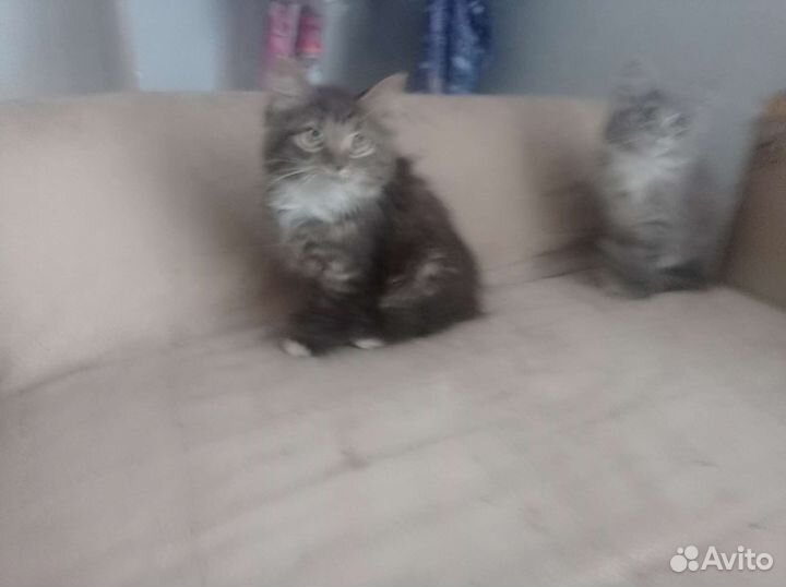 Котята в добрые руки бесплатно