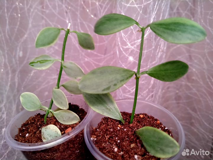 Дисхидии, церопегия