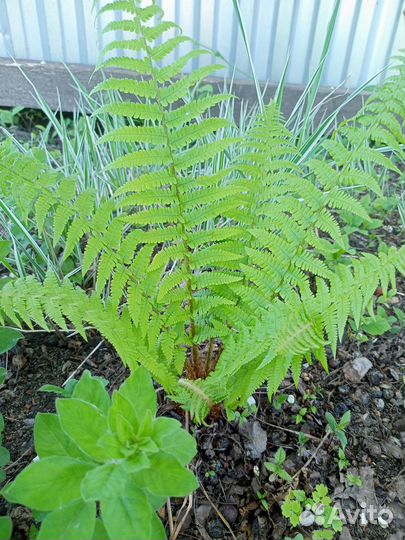 Цветы для дачи