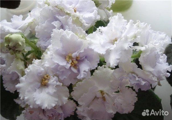 Детки сортовых фиалок