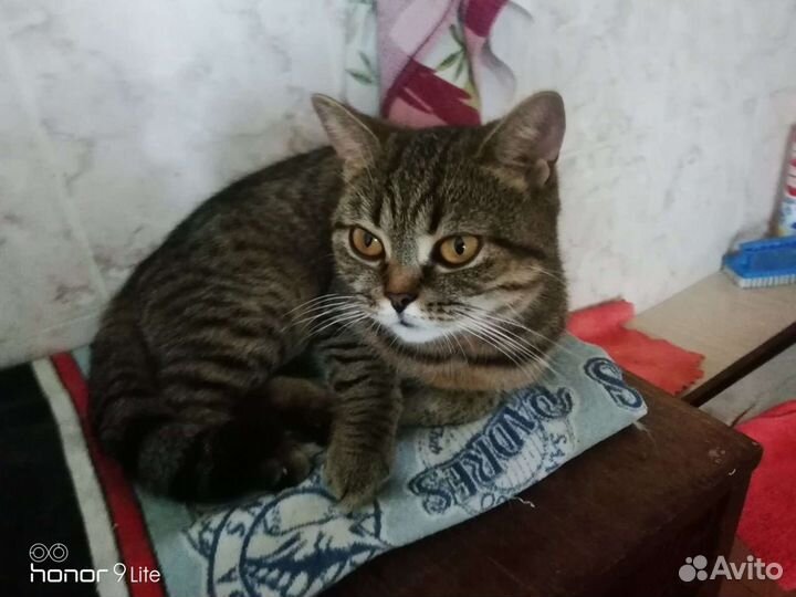 Кошечка Тэсси