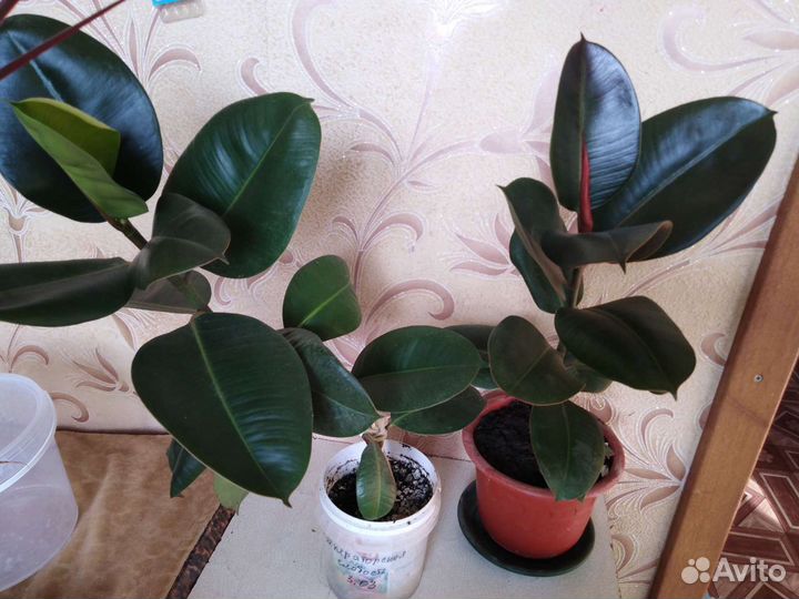 Комнатные цветы