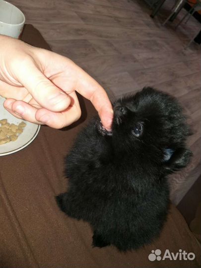 Померанский шпиц