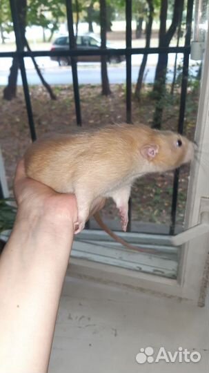 Крыса дамбо