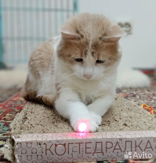 Кошка ищет дом