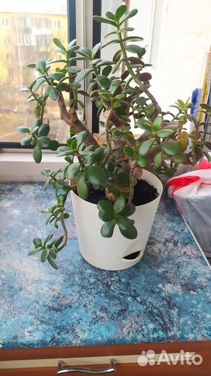 Толстянка, денежное дерево