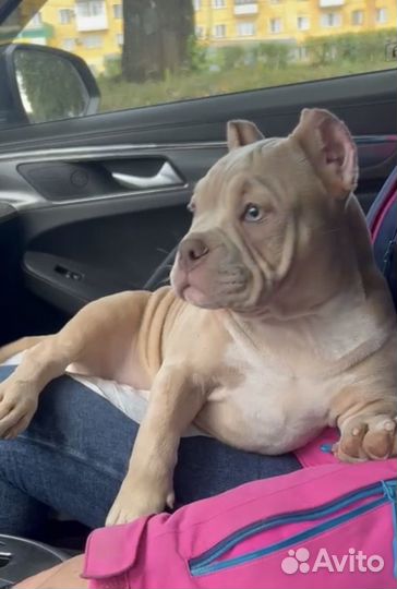 Американский булли