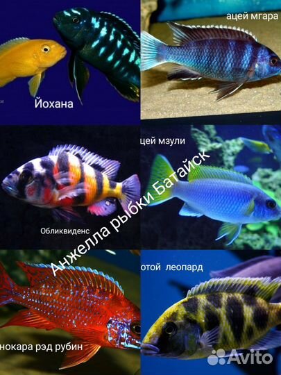 Самые красивые рыбки В батайске
