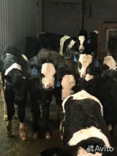 Бычки телята