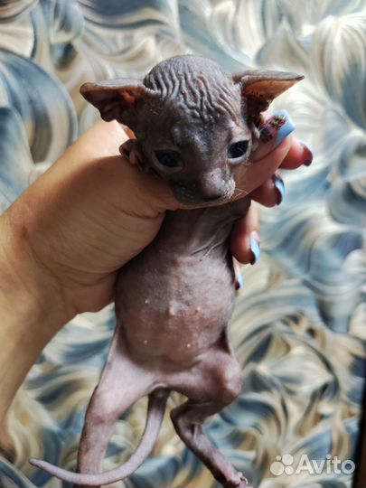 Котята сфинкс