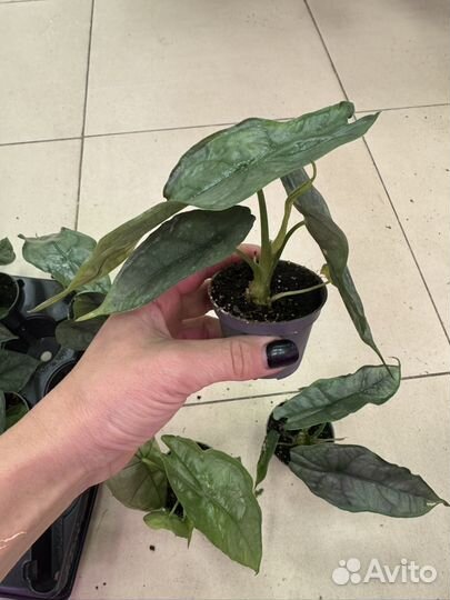 Алоказия драгон бреф