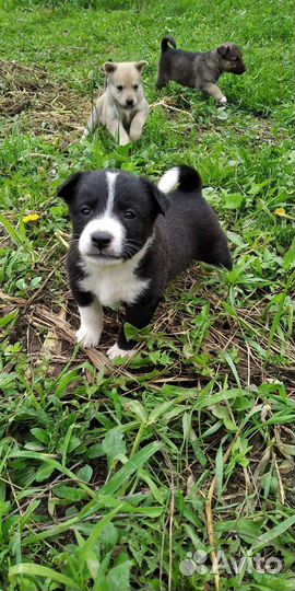 Собака в добрые руки отдам бесплатно