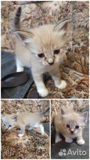 Котята в добрые руки бесплатно