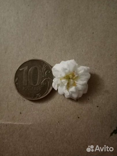 Плетущаяся роза, роза плетучка