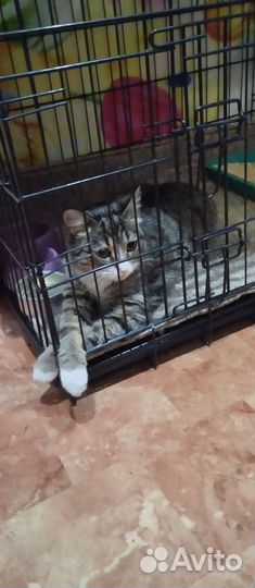 Кошка ищет дом