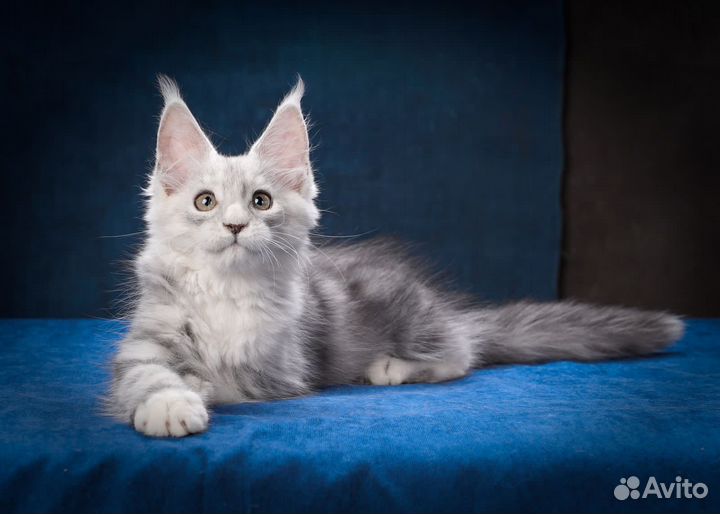 Котик мейн кун