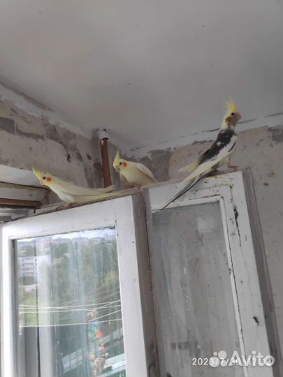 Птенцы корелла