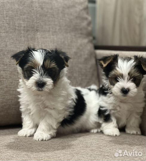 Мальчишки биверята