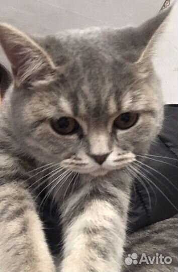 Шотландская кошка