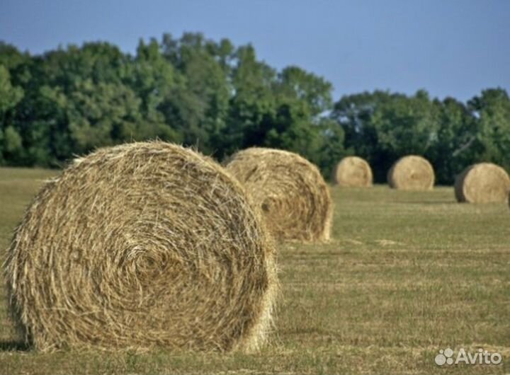 Сено в рулонах разнотравье