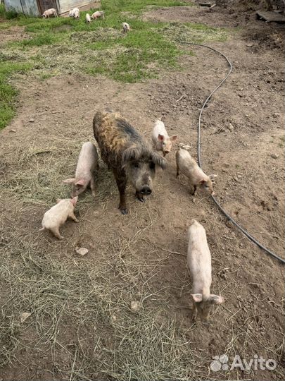 Свиньи поросята