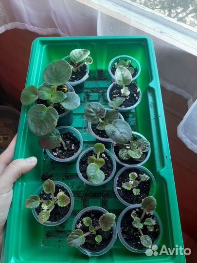 Сортовые фиалки(детки)