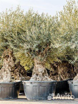 Олива (маслина) Европейская, семена