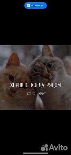 Котята