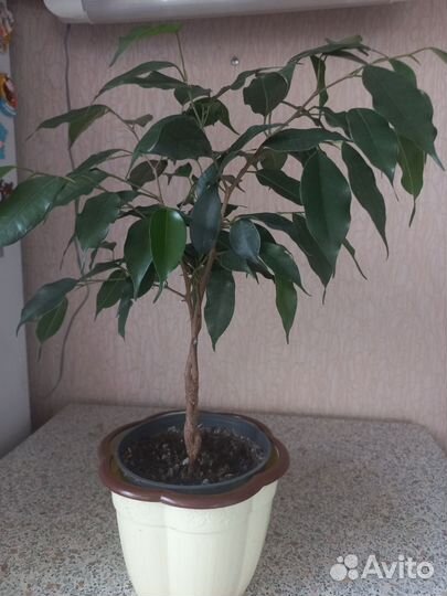 Комнатные цветы