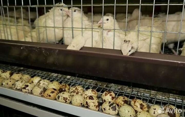 Техасский белый перепел тяжёлый