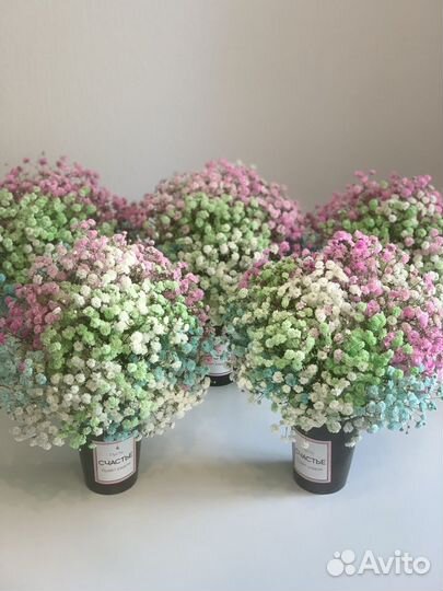 Яркая гипсофила