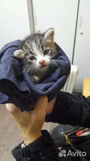 Котенок