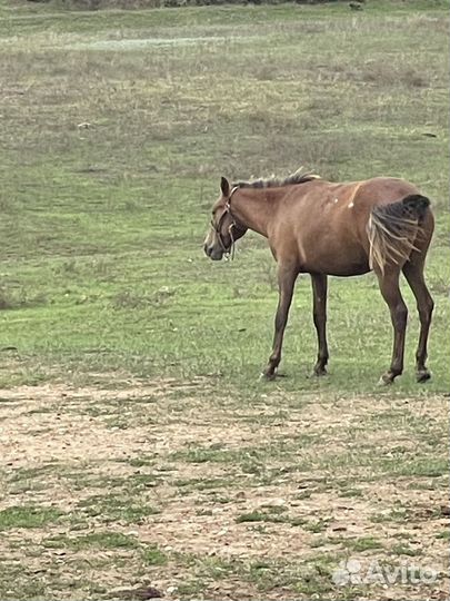 Кобыла и жеребец