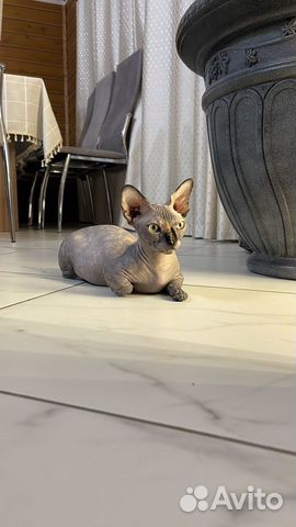 Бамбино (сфинкс) котенок