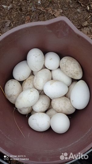 Инкубационное яйцо гусей линда