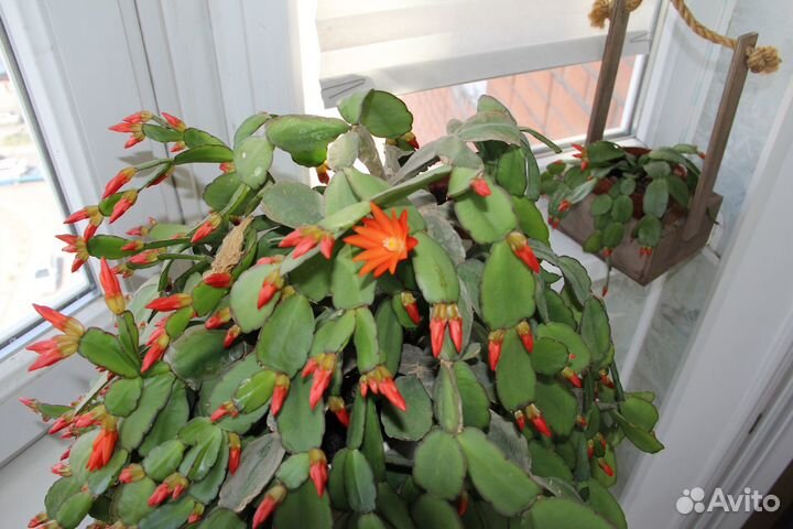 Цветок рипсалидопсиса (пасхальник коралловый)