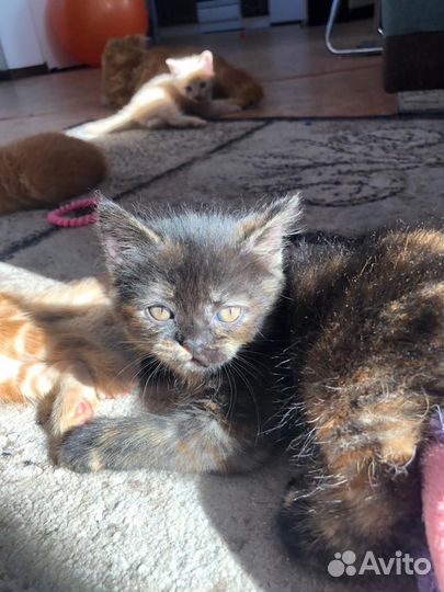 Котята мальчики и девочки