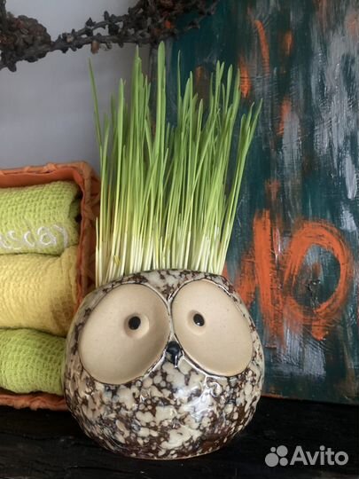 Кошачья трава