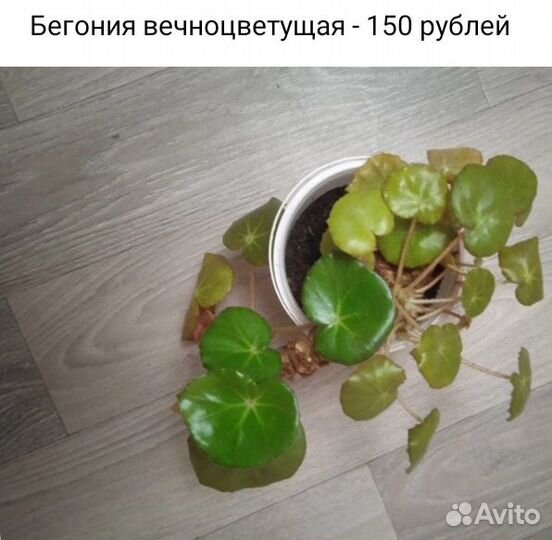 Домашние цветы
