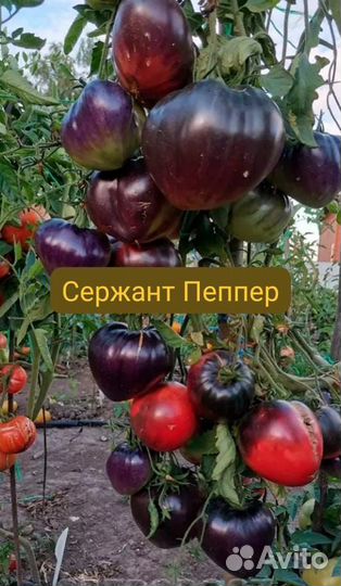 Семена томатов Сержант Пеппер