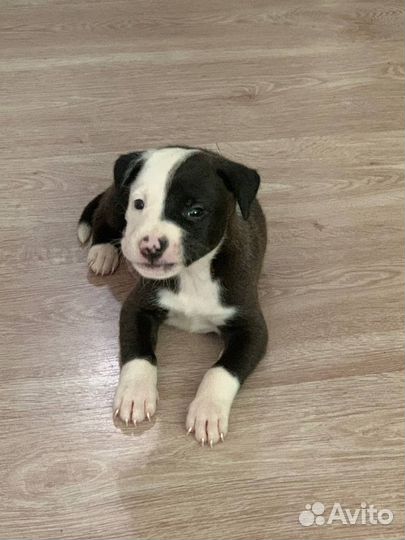 Щенки питбуля