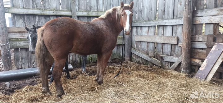 Советский тяжеловоз