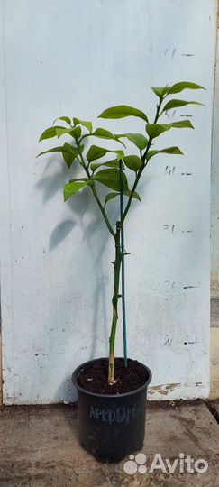 Привитые плодоносящие цитрусы редкие сорта