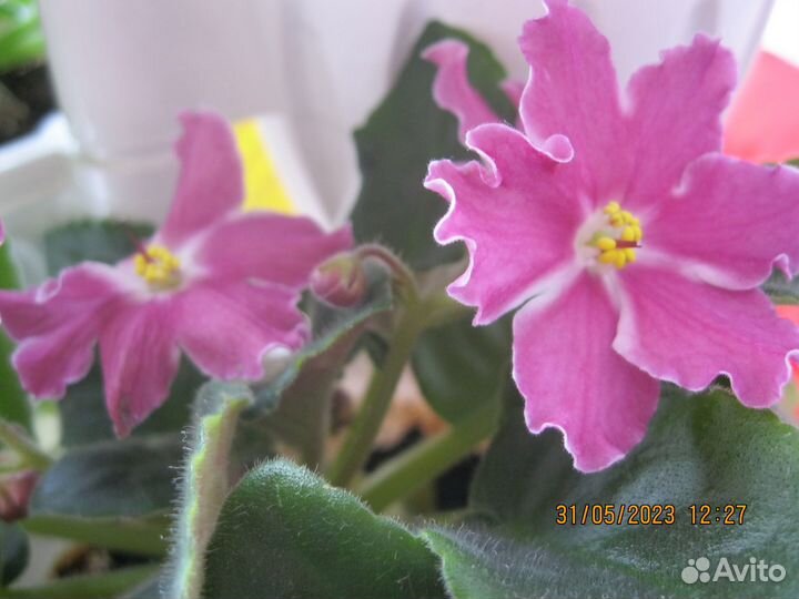 Фиалка сахарная вата мутанка царица савская