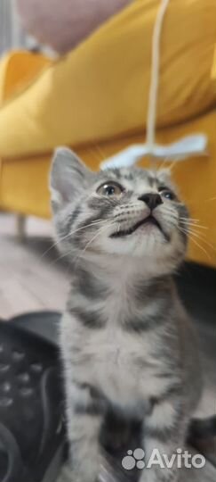 Котёнок девочка в добрые руки
