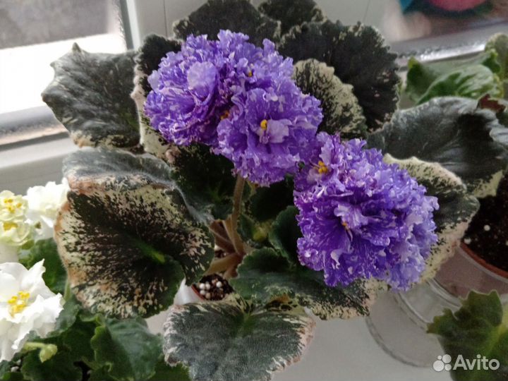 Фиалка (листы на срез)