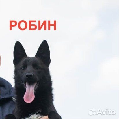 Собака бесплатно