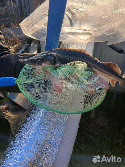 Рыба в пруд для зарыбления