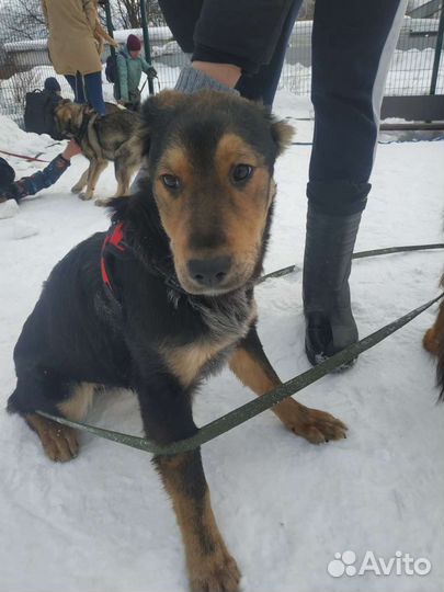 Канада в поисках дома