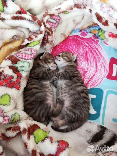 Котята в добрые руки бесплатно мальчик